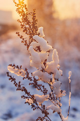 Frosted