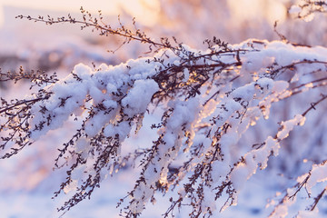 Frosted
