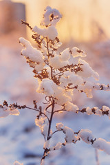 Frosted