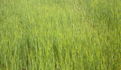Grass textures field