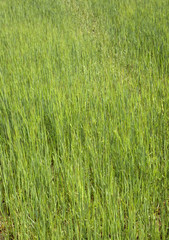 Grass textures field