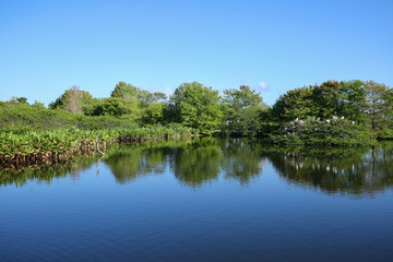 Wakodahatchee Wetlands a birdwatchers paradise.  The Wetlands provides breeding habitat for more than 150 bird species and is located in Delray Beach, Florida, USA.