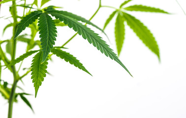 Leafy Cannabis Plant Isolated on White Background