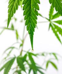 Close up of Green hemp, ganja leaf with CBD oil drop on white