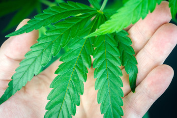Green cannabis leaf in hand. Against dark background