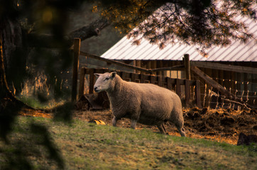Sheep, Avondale, Nova Scotia