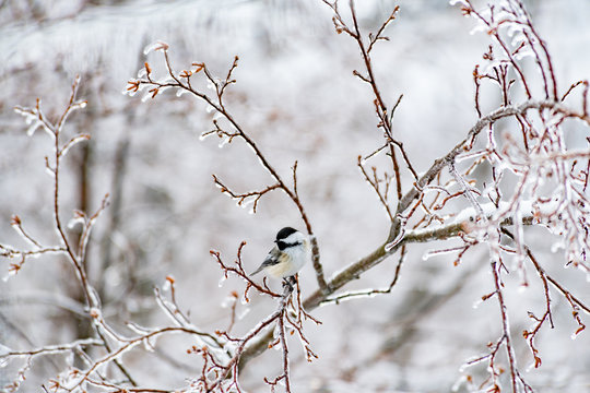 Chickadee on a frozen branch