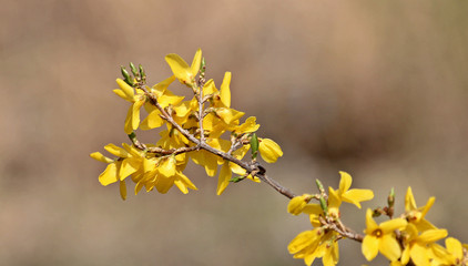 초봄의 개나리 꽃