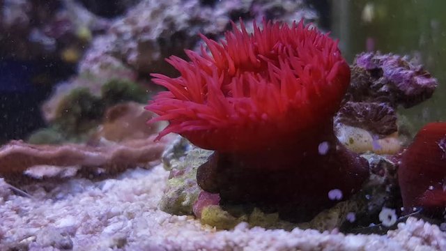 Red Beadlet anemone - (Actinia equina)