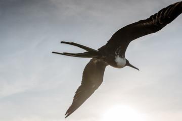 Frigate Bird, San Cristobal, Galapagos Islands