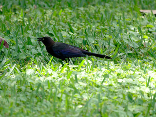 Common Grackle with Food in Beak on Grass