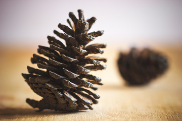 Close up dry pine cone on wooden table in morning sunlight.