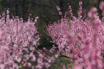 Entre deux rangées de pêchers en fleur
