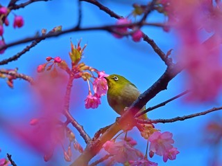 青空バックに河津桜とメジロのコラボ