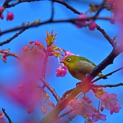 青空バックに河津桜とメジロのコラボ