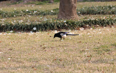 먹이를 찿는 까치