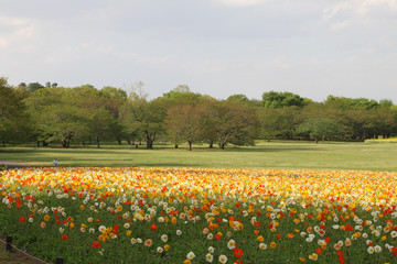 Colorful flowers contrasting with the immense green lawn of the garden.