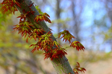 초봄  특이한 나무잎
