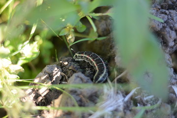 Beautiful caterpillar