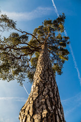 Tall pine tree, bottom view