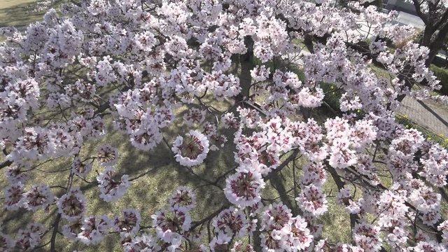 Tokyo,Japan-April 1, 2019: Closeup of Cherry blossoms in full bloom in a park in Tokyo