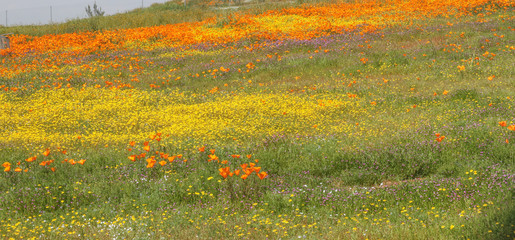 Flower Field in Spring