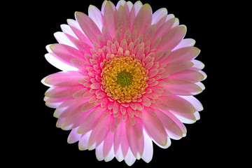 pink gerbera flower isolated on white background
