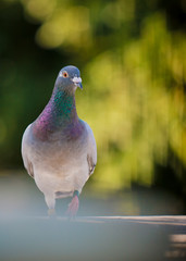 speed racing pigeon standing against green blur background