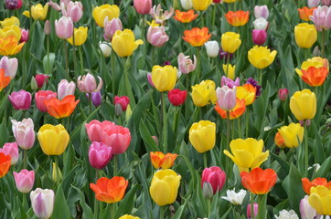 Colorful tulips