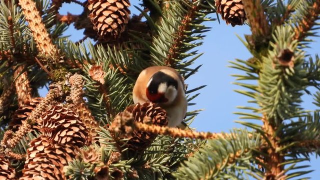 Stieglitz&nbsp;(Carduelis carduelis) fri&szlig;t Fichtensamen