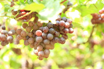 Ripe grapes in fall