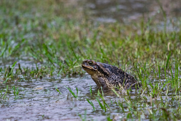 Sapo bajo la lluvia