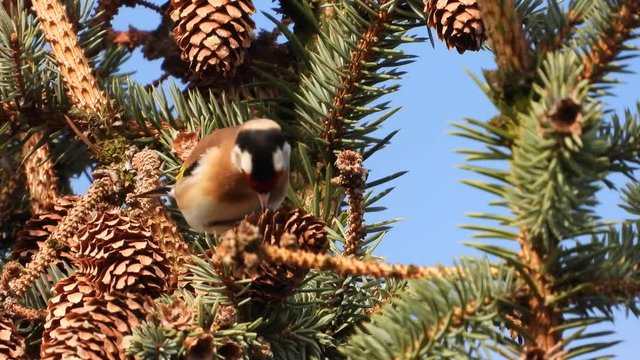 Stieglitz&nbsp;(Carduelis carduelis) fri&szlig;t Fichtensamen