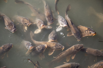 Common carps swimming