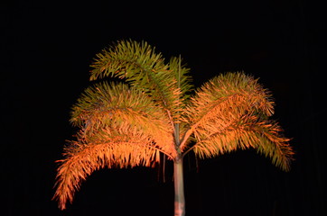 Royal Palm at night viewed from bottom to top.