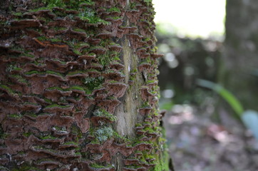 Partial view of a tree trunk covered with moss in the background blurred