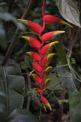 Exotic tropical red flower