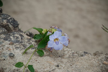 Little white blue flower on a blurred background