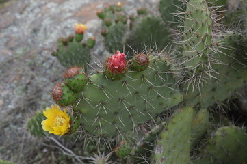 Cactus