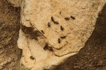 Bees on Rock