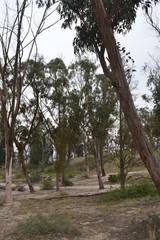 Bosque seco