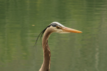 Close Up Heron