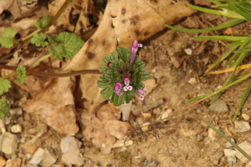 Close Up Small Purple and White Wildflower