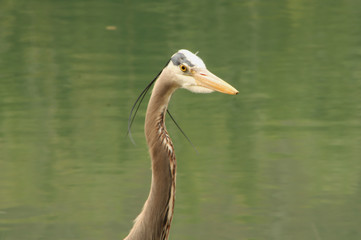 Face of a Heron