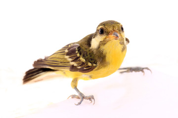 A bird