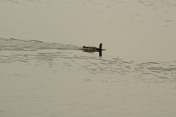 Male Duck Swimming