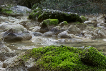 Rocher couvert de mousses au bord d'une rivière