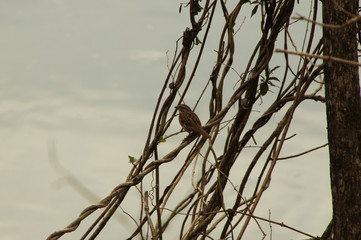 Small Brown Bird