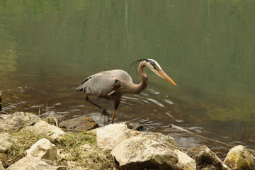 Walking in the Water