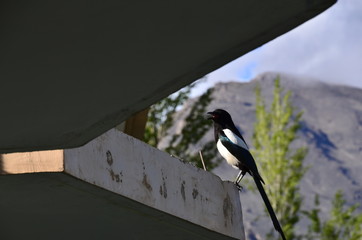 パキスタンのフンザのカリマバード　ホテルのテラスに止まる美しい小鳥